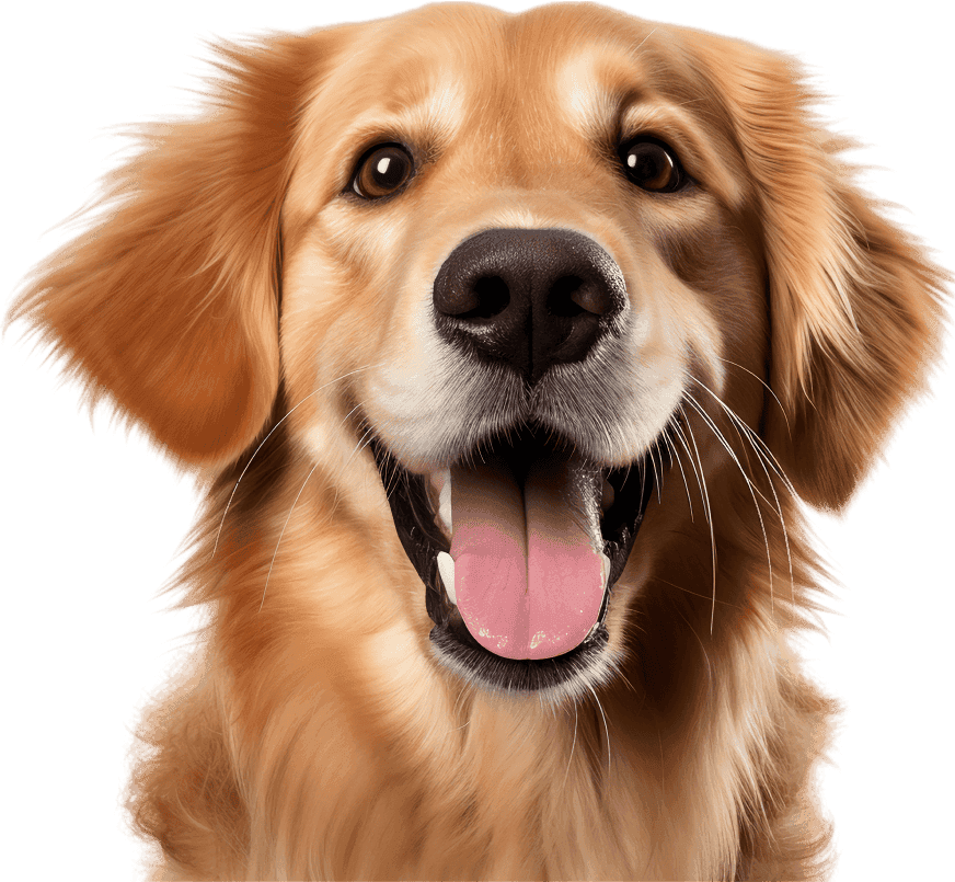 Happy pet using FURFIELD services